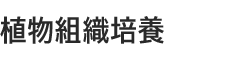 植物組織培養