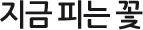 지금 피는 꽃