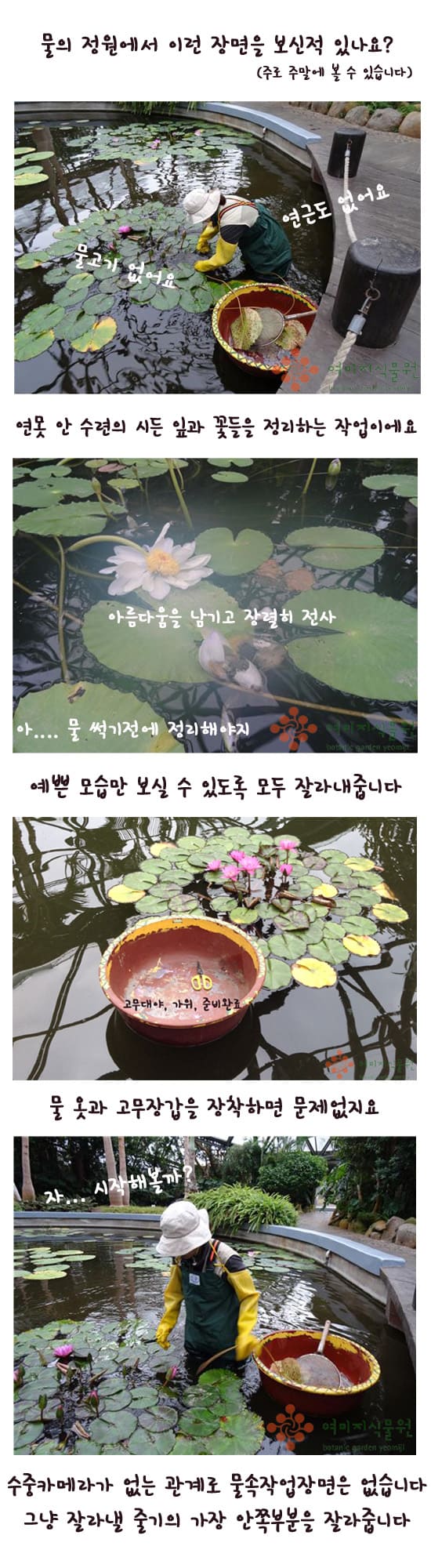 waterlily1.jpg
