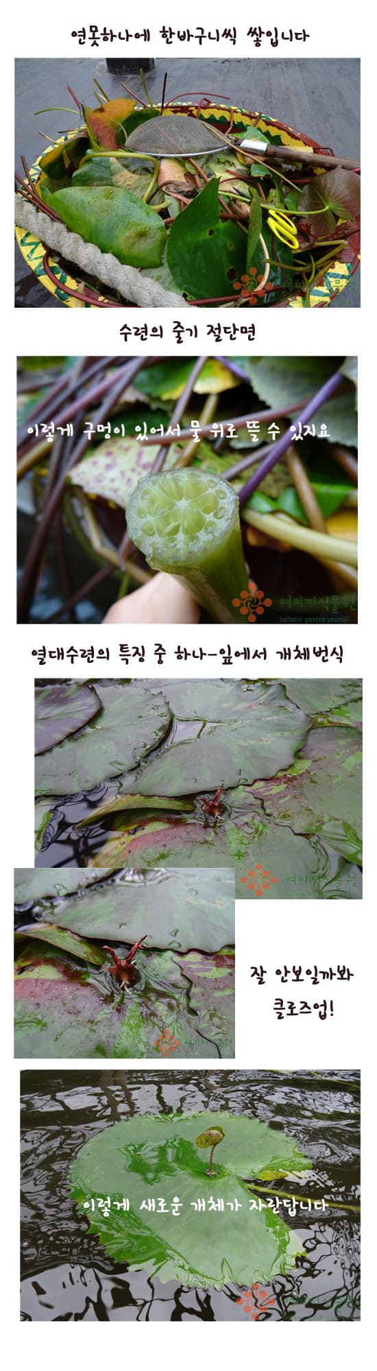 waterlily2.jpg