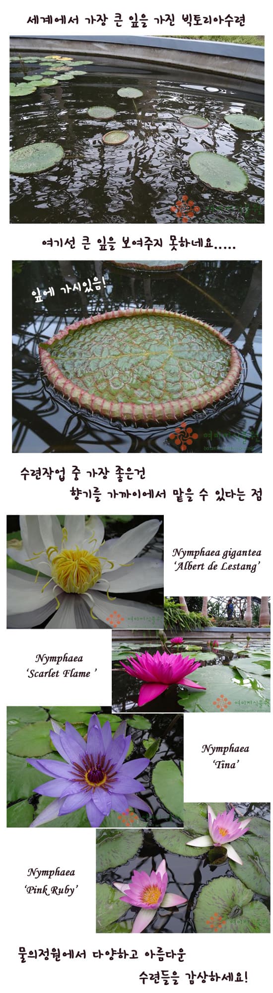 waterlily3.jpg