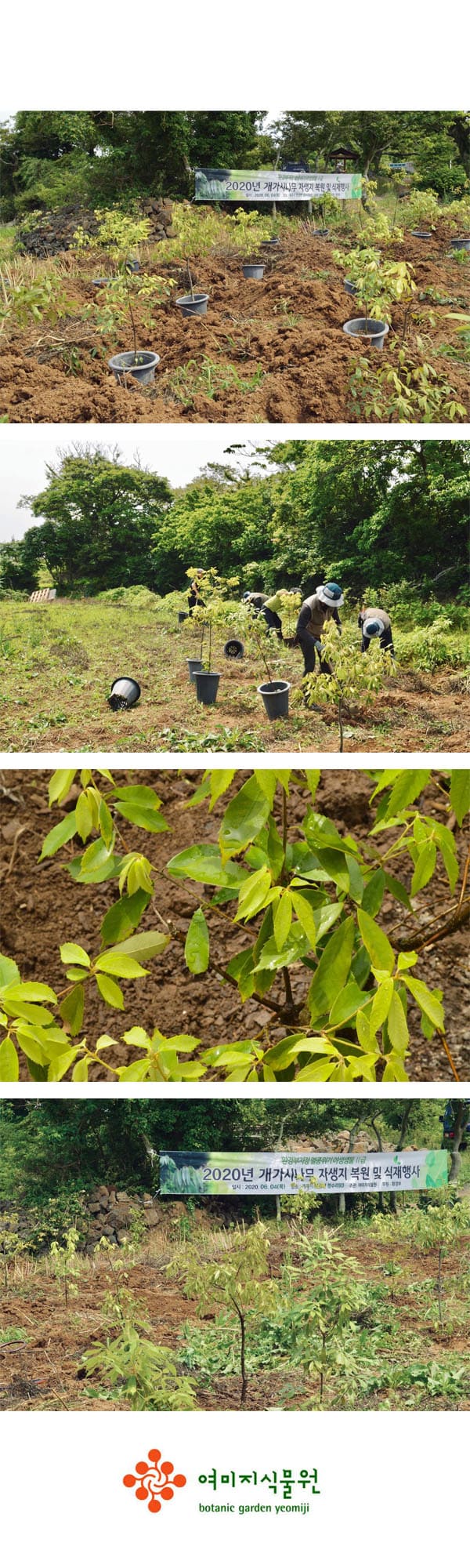 20200604 restoration project2.jpg