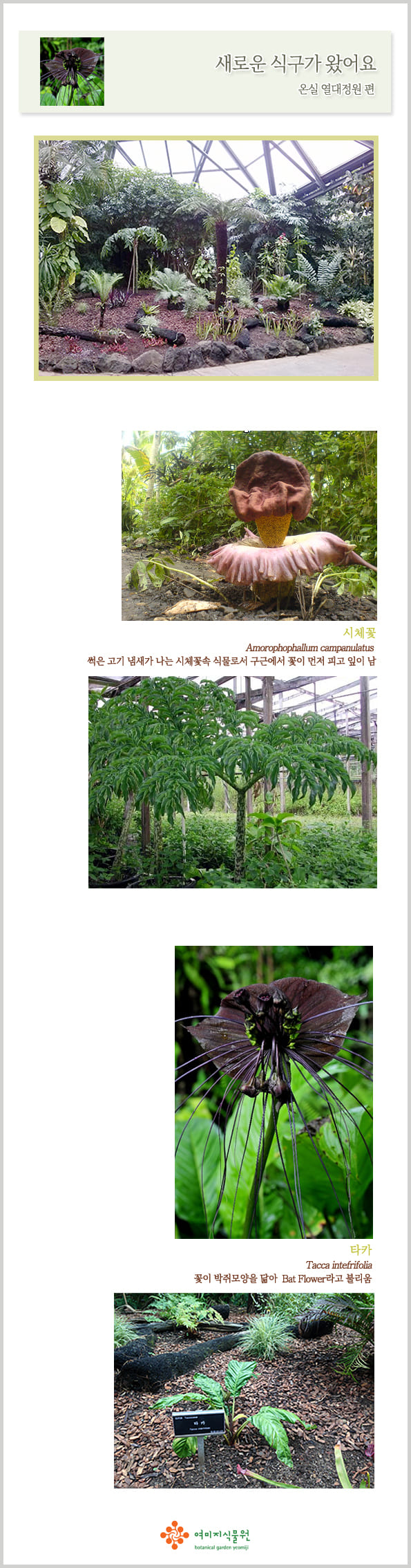 jungle.jpg