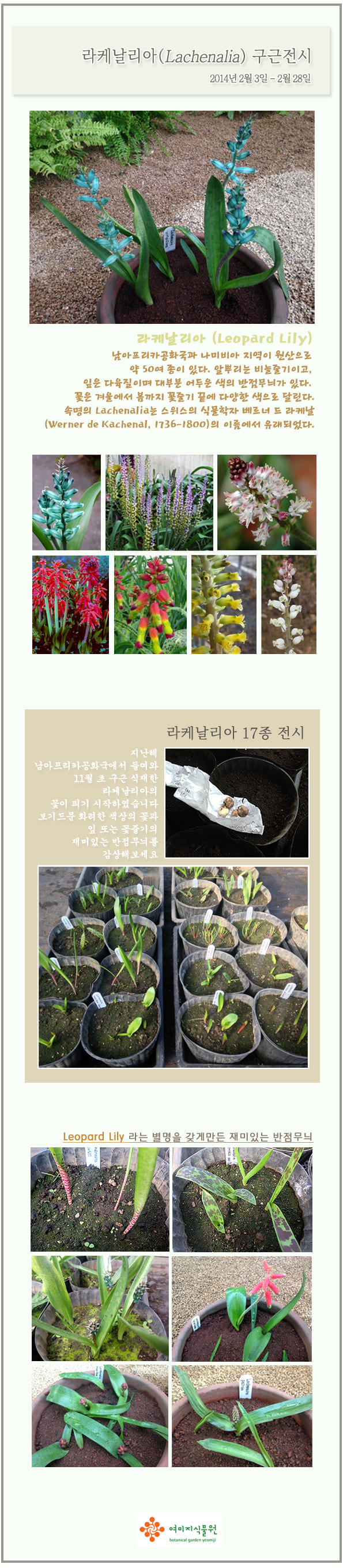 lachenalia.jpg