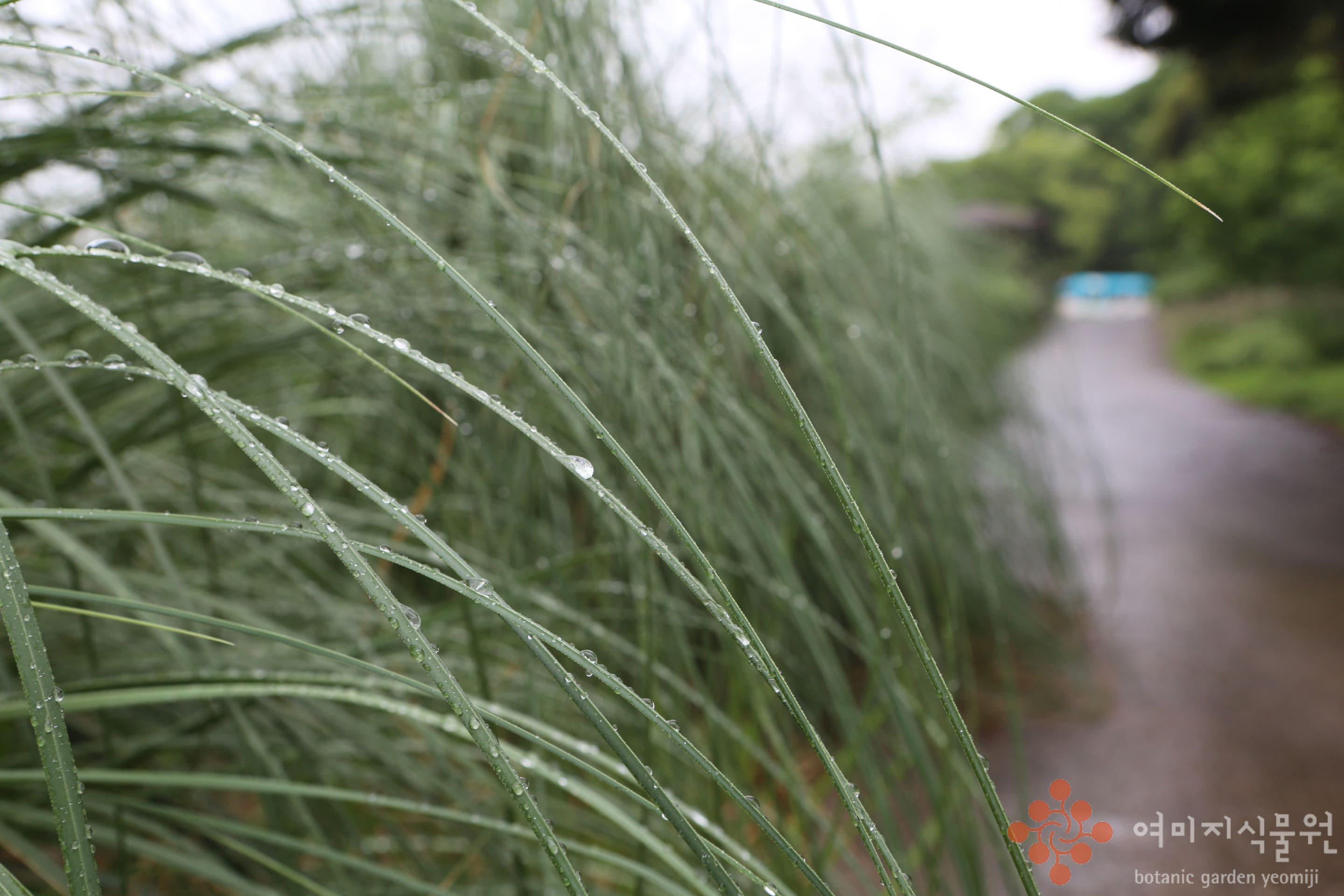 rain2.jpg
