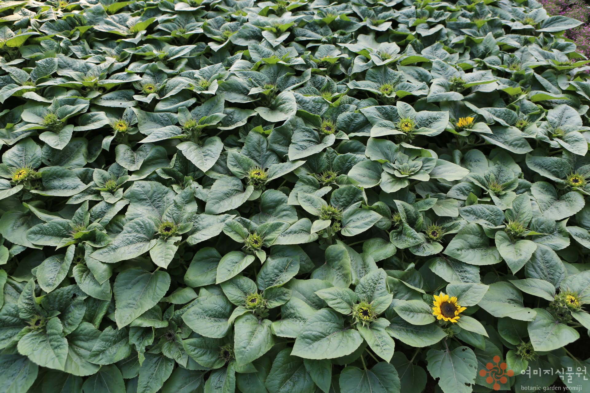 sunflower.jpg